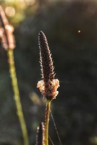 Close-up of flowering plant on land