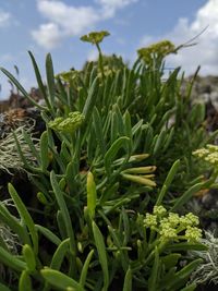 Close-up of crops growing on field against sky
