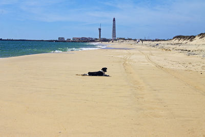 View of a horse on beach