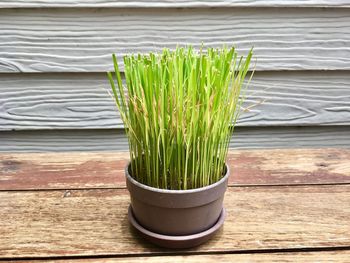 Close-up of plants on table