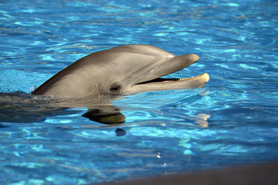 Bottlenose dolphin head latin name tursiops truncatus