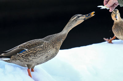 Close-up of a bird