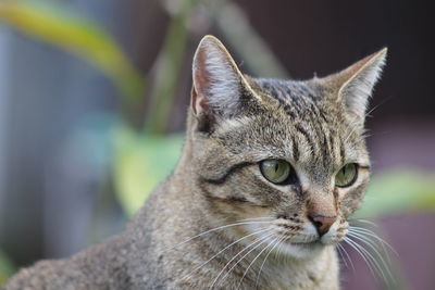 Close-up of a cat looking away