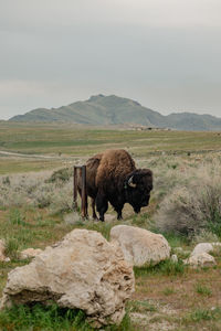 A lone bison on antelope island state park by the great salt lake in utah, usa.