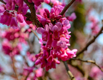 Close-up of pink cherry blossom