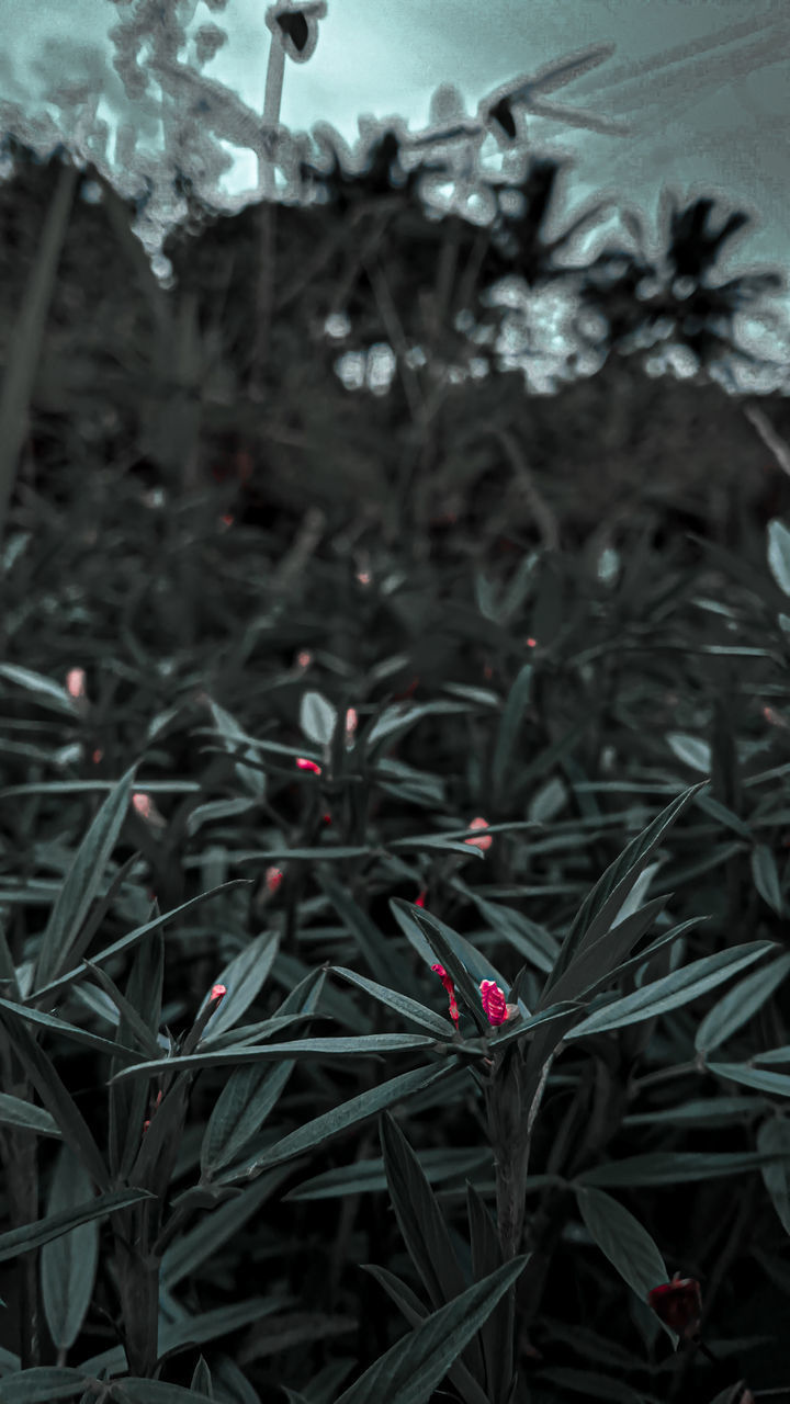 CLOSE-UP OF FLOWERING PLANTS ON FIELD