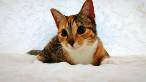 Close-up of cat relaxing on bed