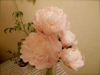 Close-up of pink roses