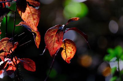 Close-up of red leaves