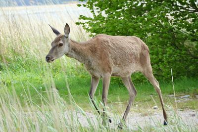 Side view of goat standing on land