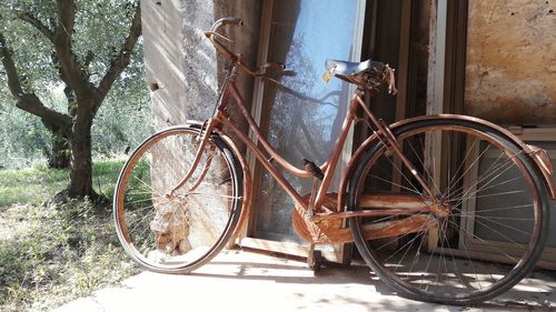 Bicycle wheel on tree