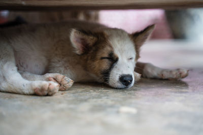 Close-up of dog sleeping on floor