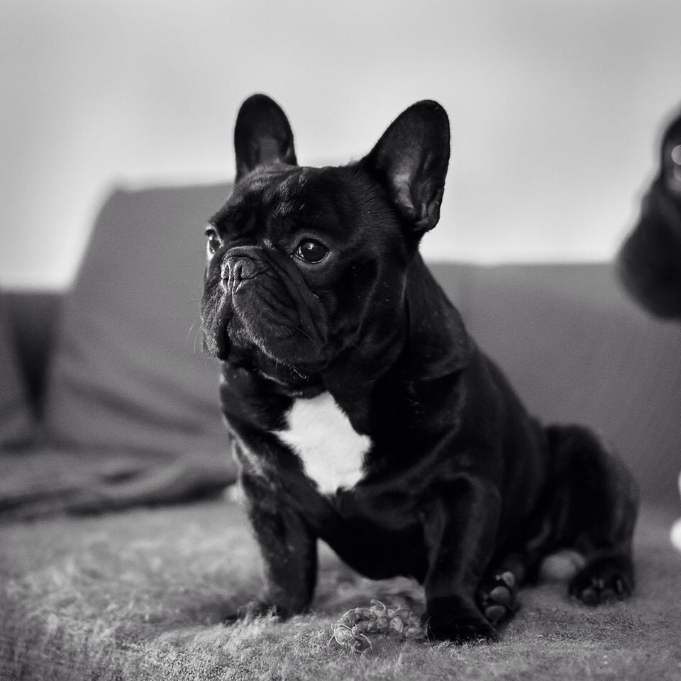 pets, domestic animals, animal themes, one animal, mammal, dog, portrait, looking at camera, black color, indoors, focus on foreground, close-up, animal head, sitting, no people, relaxation, zoology, selective focus, pet collar