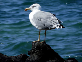 Seagull perching on rock in sea