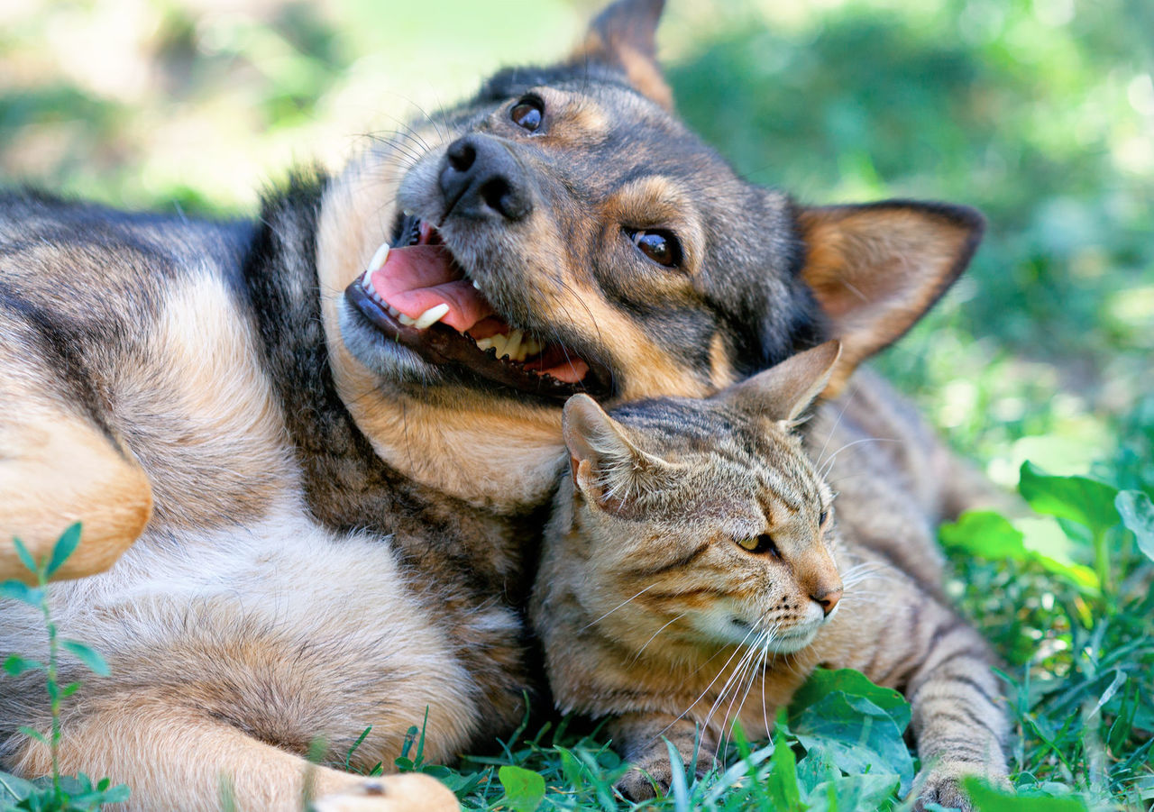 animal themes, mammal, one animal, pets, two animals, sitting, togetherness, domestic animals, young animal, focus on foreground, monkey, relaxation, animals in the wild, looking at camera, dog, portrait, wildlife, day, outdoors