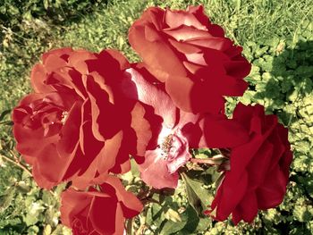 Close-up of red rose