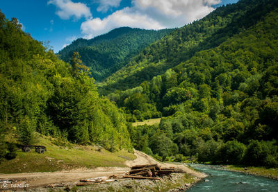 Scenic view of trees in forest against sky