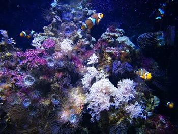 View of fish swimming in sea