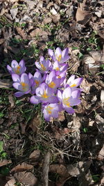 High angle view of purple crocus flowers on field