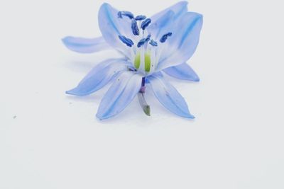 Close-up of purple flower against white background