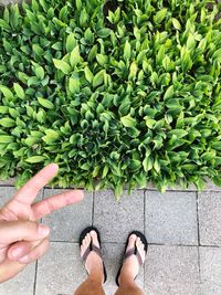 Low section of man gesturing peace sign while standing by plants on footpath