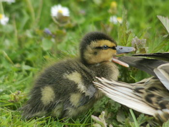 Close-up of young bird on field