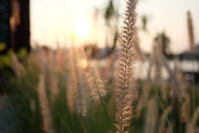 Close-up of stalks in field against sunset sky