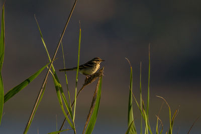 Close-up of bird perching on plant