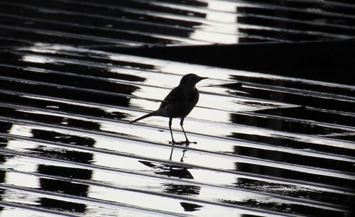 Close-up of bird perching on metal