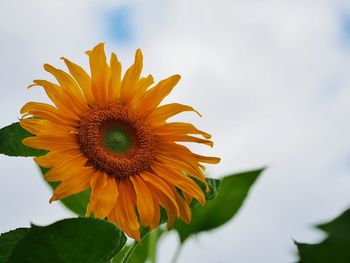 Close-up of sunflower