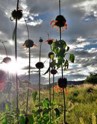 Close-up of wildflowers growing against cloudy sky