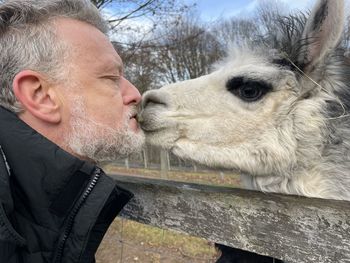 Close-up of a man kissing a lama