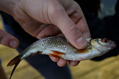 Close-up of man holding fish