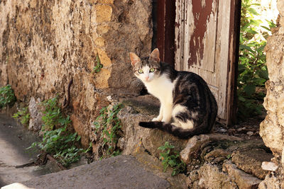 Portrait of cat sitting at the old door