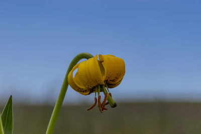 Close-up of yellow flower against clear sky