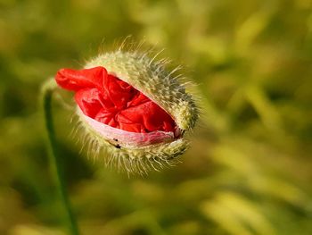 Close-up of plant against blurred background