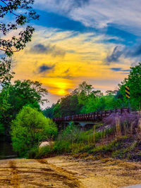 Plants and trees by buildings against sky during sunset