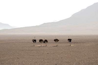 Ostriches standing on sand at desert against clear sky