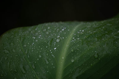 Close-up of raindrops on green leaves during rainy season