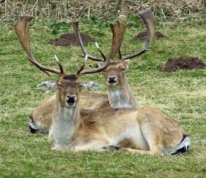 Deer relaxing on field