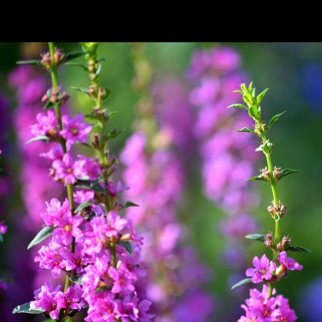 flower, freshness, fragility, growth, beauty in nature, petal, pink color, focus on foreground, close-up, plant, nature, flower head, blooming, stem, in bloom, transfer print, selective focus, blossom, auto post production filter, purple