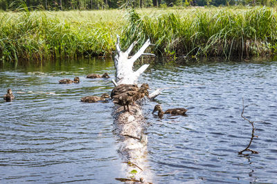 Ducks swimming in lake