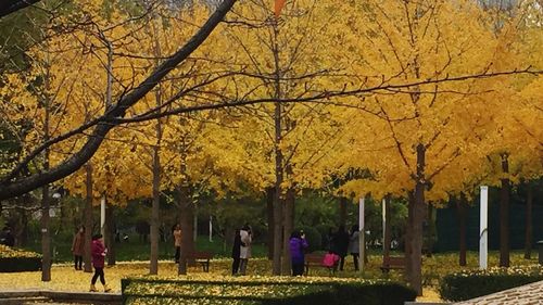 Trees in park