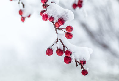 Close-up of frozen red berries on tree