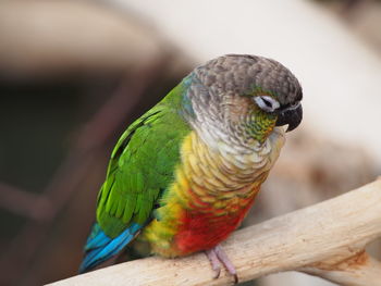 Close-up of parrot perching on branch