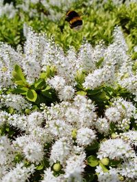 Close-up of bee pollinating on white flower