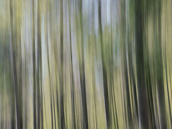 Full frame shot of palm trees