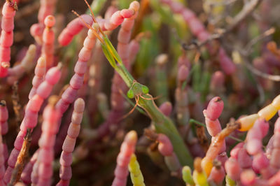 Close-up of pink flowering plant