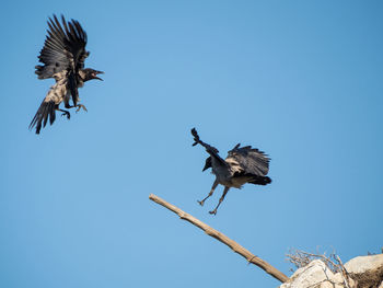 Low angle view of birds flying against blue sky