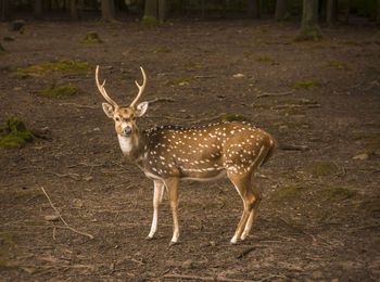 Axis deer in forest